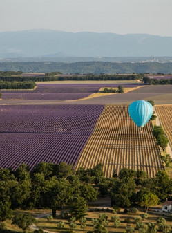 hot air balloon over the lavender fields