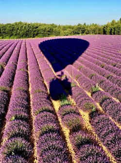 Flowering lavender with shadow of the balloon