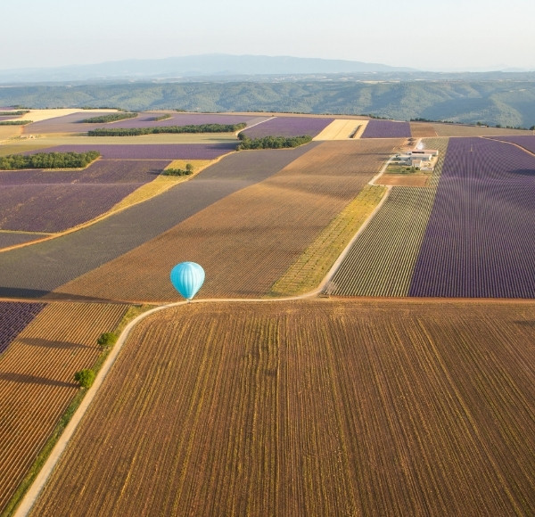 montgolfière au dessus des champs de lavandes