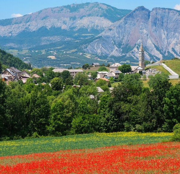 fields poppies high provence